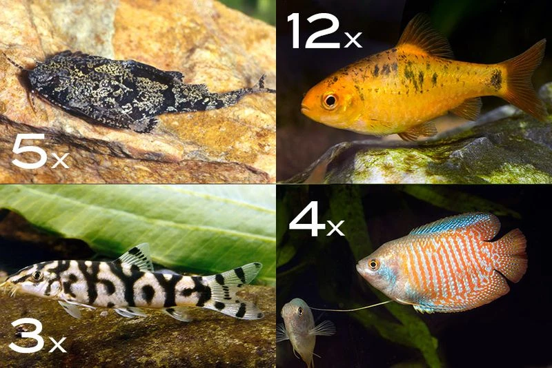 Zierfisch-Sortiment Asien für 120 cm Zierfisch-Sortiment Asien Für 120 Cm -Container Haustiere Geschäft Zierfisch Sortiment Asien 120 cm Aquarium