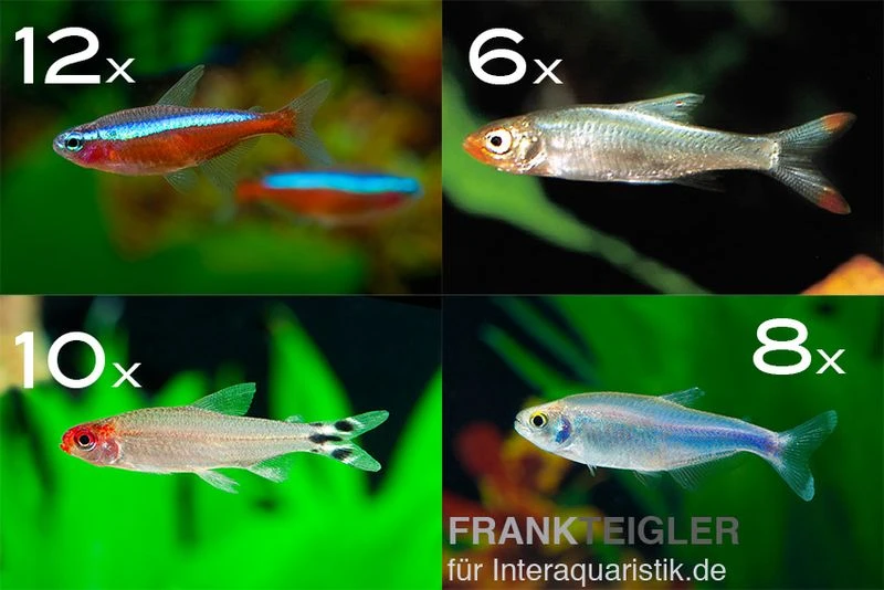 Zierfisch-Sortiment Salmler rot/blau ab 100 cm Zierfisch-Sortiment Salmler Rot/blau Ab 100 Cm -Container Haustiere Geschäft Zierfisch Sortiment Salmler rotblau 100 cm Aquarium