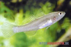 Zitronengrundel, Mugilogobius Rexi (Minifisch) -Container Haustiere Geschäft Zitronengrundel 1 Paar Mugilogobius rexi Minifisch 2