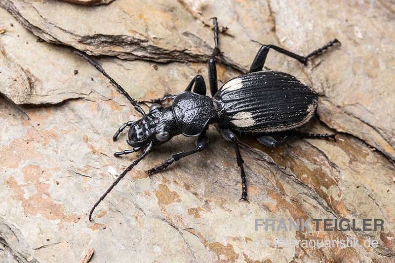 Zweifleck-Laufkäfer, Anthia omoplata Zweifleck-Laufkäfer, Anthia Omoplata -Container Haustiere Geschäft Zweifleck Laufkaeer Anthia omoplata 1