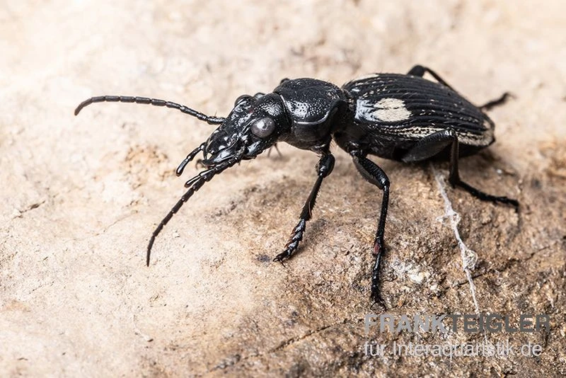 Zweifleck-Laufkäfer, Anthia omoplata Zweifleck-Laufkäfer, Anthia Omoplata -Container Haustiere Geschäft Zweifleck Laufkaeer Anthia omoplata 2