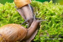 Zwerg-Achatschnecke, Archachatina Papyracea -Container Haustiere Geschäft Zwerg Achatschnecke Archachatina papyracea 3