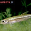 Zwerg-Barracuda-Salmler, Acestrorhynchus Cf. Minimus -Container Haustiere Geschäft Zwerg Barracuda Salmler Acestrorhynchus cf minimus 1