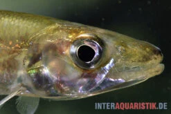 Zwerg-Barracuda-Salmler, Acestrorhynchus Cf. Minimus -Container Haustiere Geschäft Zwerg Barracuda Salmler Acestrorhynchus cf minimus 3