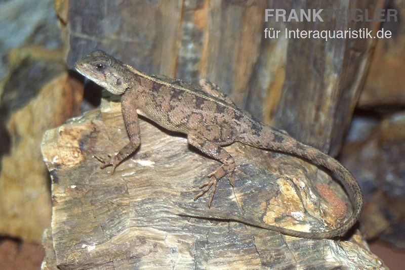 Zwergagame, Agama persimilis Zwergagame, Agama Persimilis -Container Haustiere Geschäft Zwergagame Agama persimilis 1