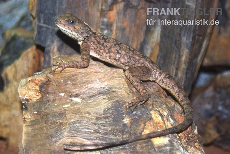 Zwergagame, Agama persimilis Zwergagame, Agama Persimilis -Container Haustiere Geschäft Zwergagame Agama persimilis 2