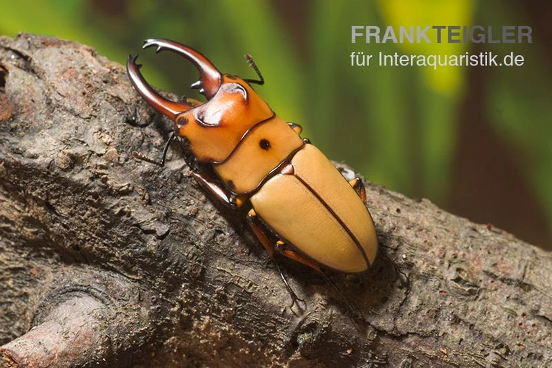 Zwerghirschkäfer, Prosopocoilus occipitalis Zwerghirschkäfer, Prosopocoilus Occipitalis -Container Haustiere Geschäft Zwerghirschkaefer Prosopocoilus occipitalis 1