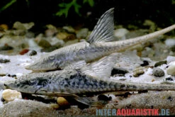 Zwergstörwels, Sturisomatichthys Leightoni