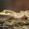 Zwergwüstengecko, Tropiocolotes Steudneri -Container Haustiere Geschäft Zwergwuestengecko Tropiocolotes steudneri 2