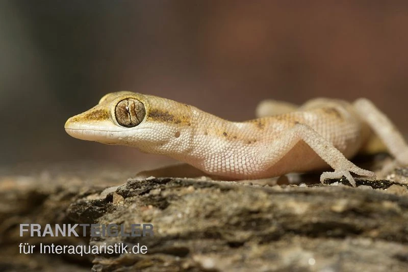 Zwergwüstengecko, Tropiocolotes steudneri Zwergwüstengecko, Tropiocolotes Steudneri -Container Haustiere Geschäft Zwergwuestengecko Tropiocolotes steudneri 2