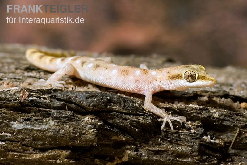 Zwergwüstengecko, Tropiocolotes steudneri Zwergwüstengecko, Tropiocolotes Steudneri -Container Haustiere Geschäft Zwergwuestengecko Tropiocolotes steudneri 3