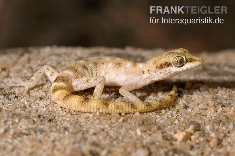 Zwergwüstengecko, Tropiocolotes steudneri Zwergwüstengecko, Tropiocolotes Steudneri -Container Haustiere Geschäft Zwergwuestengecko Tropiocolotes steudneri