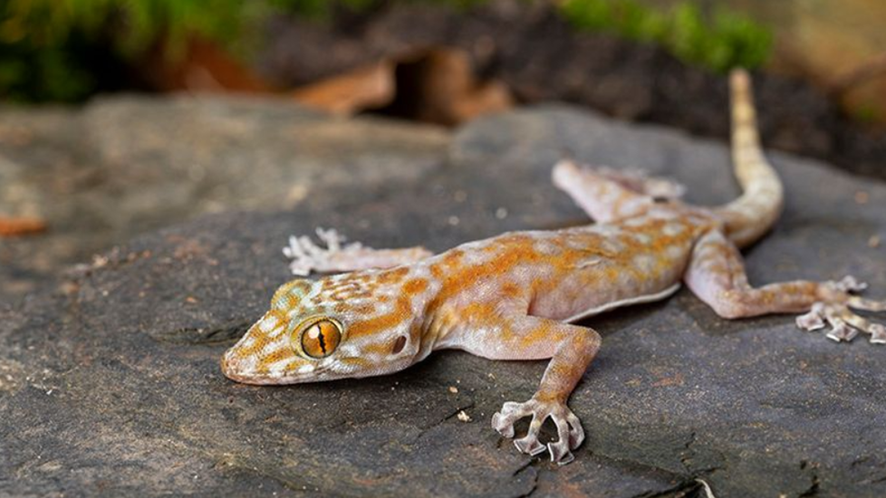 Container Haustiere Geschäft 2 Container Haustiere Geschäft -Container Haustiere Geschäft a03e66d308ef4bd7be1cdf3484d5a85b