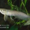 Arowana, Osteoglossum Bicirrhosum -Container Haustiere Geschäft arowana Osteoglossum bicirrhosum