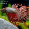 Crown Tail Kampffisch Red Dragon, Männchen, Betta Splendens -Container Haustiere Geschäft betta splendens Kampffisch red dragon