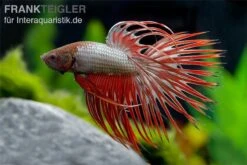 Crown Tail Kampffisch Red Dragon, Männchen, Betta Splendens