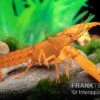 Goldener Cherax, Cherax Cf. Snowden -Container Haustiere Geschäft cherax Gold m