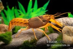 Goldener Cherax, Cherax Cf. Snowden -Container Haustiere Geschäft cherax cf snowden