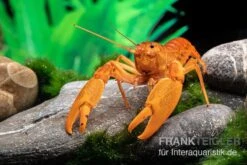 Goldener Cherax, Cherax Cf. Snowden -Container Haustiere Geschäft goldener krebs cherax cf snowden