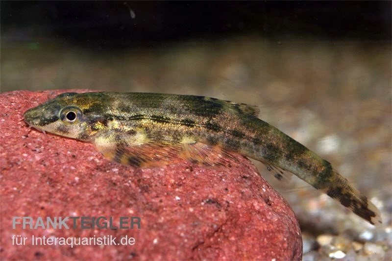 Tweedies Prachtflossensauger, Homaloptera tweedei Tweedies Prachtflossensauger, Homaloptera Tweedei -Container Haustiere Geschäft homaloptera tweedei Tweedies Prachtflossensauger