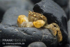 Container Haustiere Geschäft -Container Haustiere Geschäft hong kong krabbe