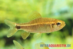 Fleckenschwanzsalmler, Crenuchus Spilurus -Container Haustiere Geschäft ia crenuchus spilurus brasilien frau4