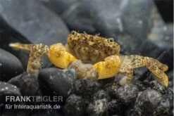 Container Haustiere Geschäft 29 Pompomkrabbe, Ptychognathus Barbatus (Hongkong-Krabbe)