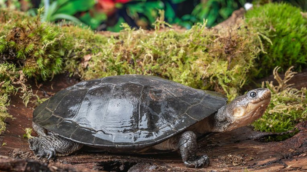Container Haustiere Geschäft 3 Container Haustiere Geschäft -Container Haustiere Geschäft tuj
